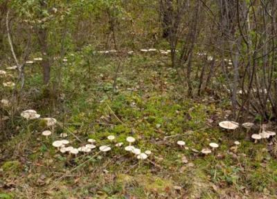 چرا بعضی قارچ ها به صورت دایره ای رشد می نمایند؟ راز علمی و افسانه ای حلقه های قارچ چرا بعضی قارچ ها به صورت دایره ای رشد می نمایند؟ راز علمی و افسانه ای حلقه های قارچ